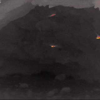 It's not your average maternity ward! Check out this brilliant footage of large bent-winged bats roosting together in a maternity cave 🦇 💚 These mums are very particular about the temperature and humidity in caves where they birth and rear their young throughout spring and summer. With very few sites across NSW meeting their needs, it's vital that these caves remain undisturbed by visitors. We're working with our partners from #SavingourSpecies to monitor the caves, to establish population num