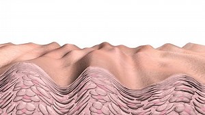 clip-233791-skin-aging-animation-showing-cross-section-cells