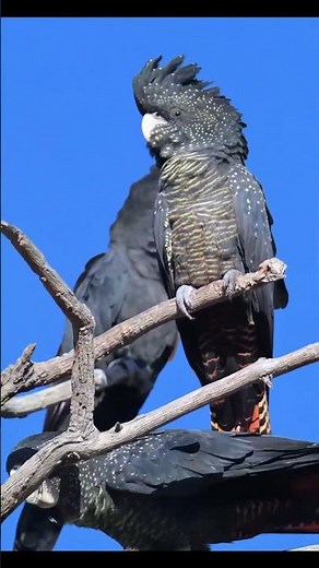 Beautiful Birds of the Wild | Nature Documentary 4K #birds #birdtrend #wildanimals #wildlife