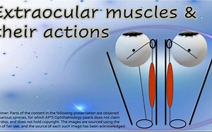 Extraocular muscles & their actions - 眼外肌及其运动