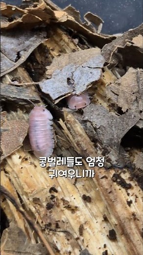 엄청 귀여운 벚꽃색감 공벌레🩷🩷🩷 #등각류 #곤충 #동물