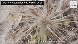 Surprising Ways Dandelions Change Your Body When You Eat Them