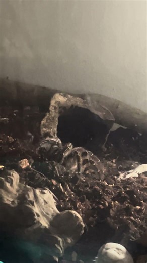 Stripe knee tarantula burrowing for about 24hrs now