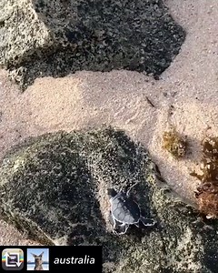 A green sea turtle hatchling making a mad dash from the nest to the sea. These guys only have about a 1/1000 chance of surviving to return to the beach they were born at to lay, assuming they're female. Good luck little dude! #aussienglish #turtle #ocean #beach #nature #wildlife #greenseaturtle #turtles | Aussie English