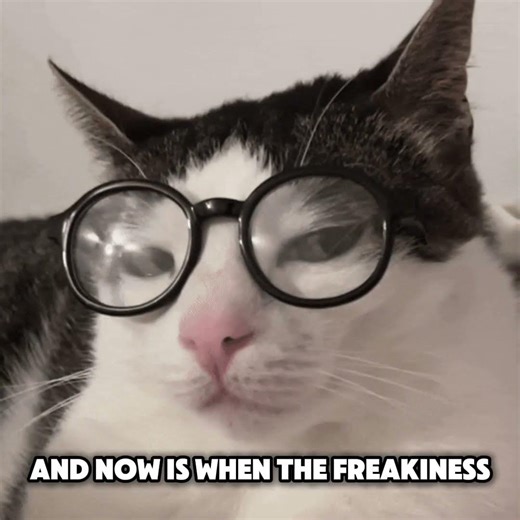 How to make James Freaky Fries #cat #funny #meme