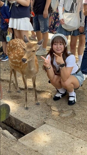 Foreign Tourists Meet Japan’s Lovely Deer 🦌😍 | Amazing Nara Park Experience 🇯🇵