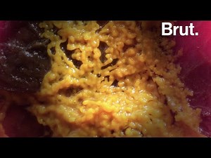 Le blob, une étrange créature qui défie les lois de la biologie