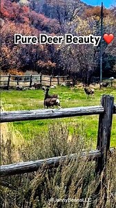 Deer Hopping Fences 🦌