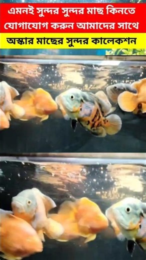 🐠Perfect Oscar Fish Tank Setup at Home 💥|Step-by-Step Guide #OscarFishCare #AquariumLife #FishLovers