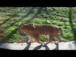 O World Safari 대전동물원 (오월드) 사파리