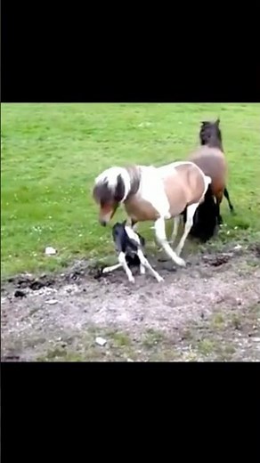 The horse protected its newborn foal.