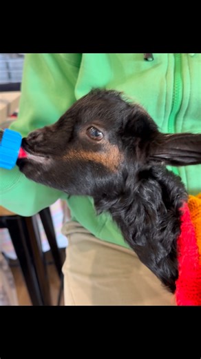 728 reactions · 27 comments | Breaking news: Loki did not scream...