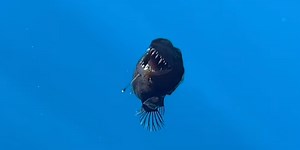 Emotional TikTok tributes flood in for 'terrifying' viral anglerfish - but could its death be a 'warning'?