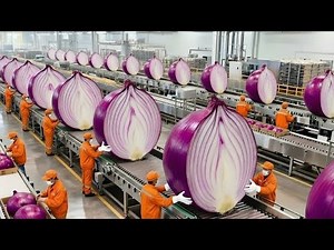 Inside the Largest U.S. Onion Powder Factory–How Are Millions of Tons Made Every Year?(Full Process)