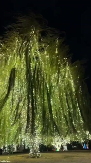 This Willow Tree in OKC is BEAUTIFUL