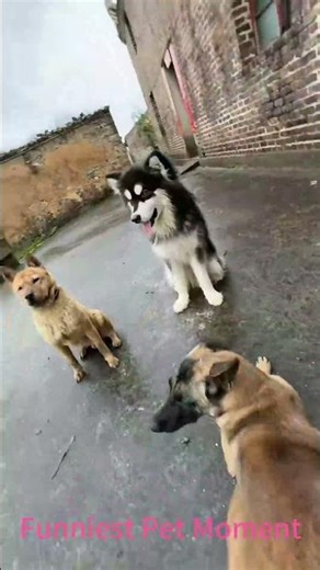 Funniest Pet Moment | Don’t laugh too loud. #petshorts