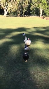 Duck, duck, duck, duck.... ibis? 🤣 Check out this cheeky bin chicken trying to blend in with a family of ducks at Buderim! What do you think it's up to? 📹: Alison Rouse-Camp | ABC Brisbane