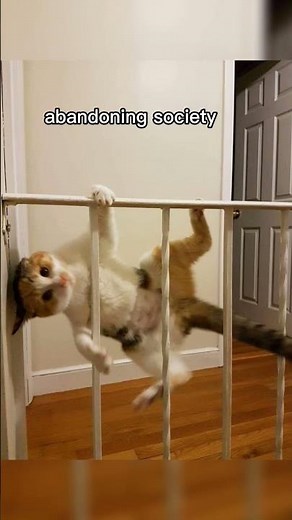 send to your bestie #cats #kitty #funny #edit #viral #memes #fypシ #fypシ゚viral #foryou