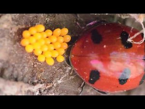 LADYBUG LAYING EGGS (MACRO close-up) Educational Nature