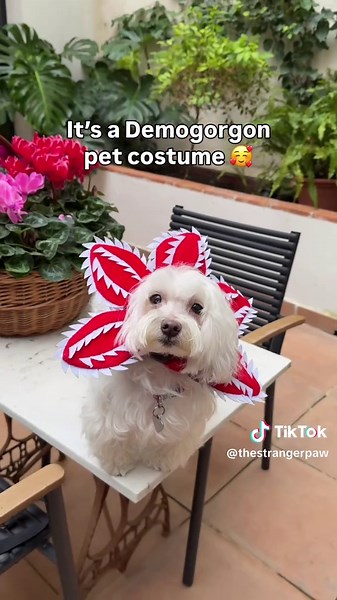 I’m waiting for the chapter 2🤩 #strangerthings5 #strangerthings #demogorgon #strangerthings4 Stranger things demogorgon pet hat