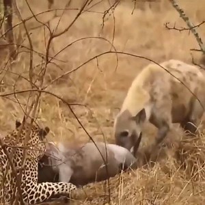 5.7K views · 141 reactions | Leopard Vs Warthog Incredible Battle for Survival! | Animal World | Facebook
