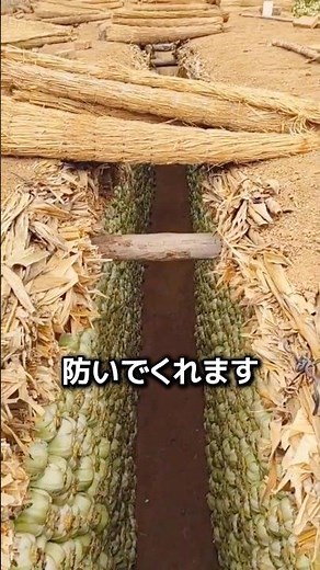 The secret of underground cabbage storage