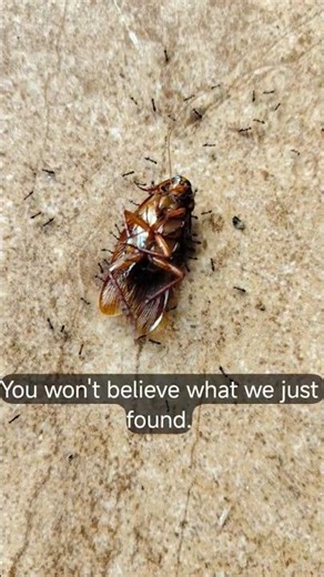 How 1,000 Ants Move a Giant Cockroach (Amazing!) 🐜 🪳 #ants #insects #oddlysatisfying #nature