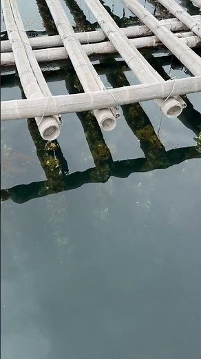 牡蠣いかだ in 宮島（広島県廿日市市）