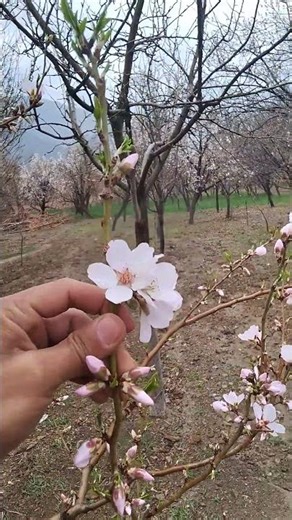 “A Moment of Peace with the Sounds of Village Nature.🌿