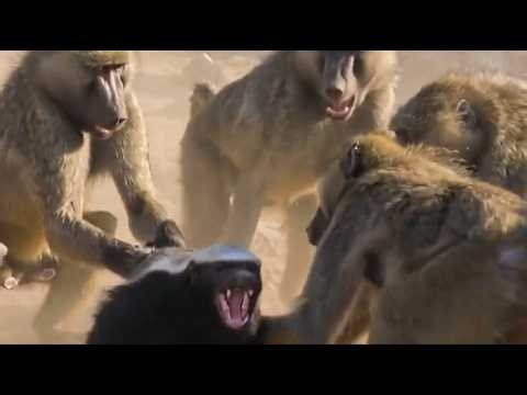 Why 90% of Predators Fail.
