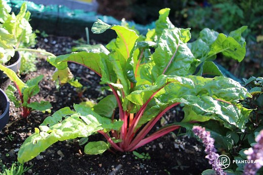 Mangold anbauen: Standort & Vorgehen - Plantura