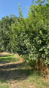 999K views · 10K reactions | May PUNO kami ng MansanasPeras #fruit #trees #nature #freshfood #buhayofw #ofw #italy #pinoy #story #abroad | Cuasay Rhonald | Facebook