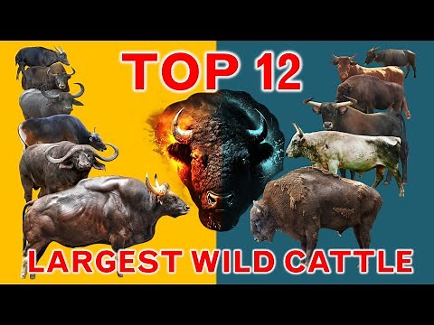 Top 12 Largest Wild Cattle Species (Bovidae) in the World | Tribe Bovini | Cinematic Concept