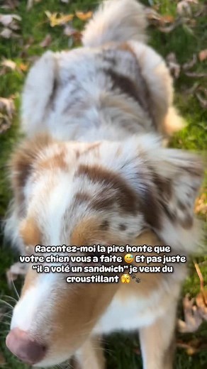 🐶 Ok je veux des histoires honteuses là 😭 Racontez-moi la fois où votre chien vous a vraiment mis la honte… genre le moment où vous avez voulu disparaître 🫣 (Promis, ça reste entre nous 🤫) 💬 Dites-moi tout en commentaire, j’ai besoin de rire un peu grâce à vos chiens 😅 Si tu ne me suis pas, on ne se recroisera probablement jamais. 💛 À bientôt mon ami ! Télia #viedechien #chienheureux #amoureuxdeschiens #australianshepherd #chienmarrant | Télia
