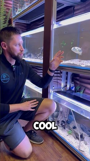 Awesome Cross River Pufferfish