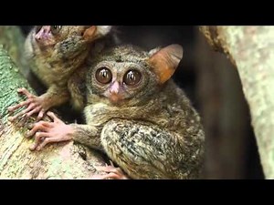 Northeast Sulawesi wildlife and wild scenes in Wallacea, Indonesia