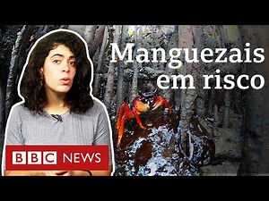 Essenciais para o planeta, manguezais no Nordeste são 'sufocados' por petróleo