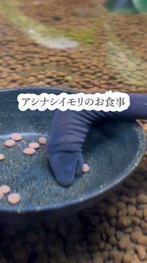 東山動植物園 on Instagram: "#アシナシイモリ のお食事の様子です！ アシナシイモリは、イモリともサンショウウオとも、カエルとも違う、原始的な両生類です。 大きな口をあけて、けっこう豪快に食べる姿をご覧ください！ #自然動物館 #両生類 ▽▲▽▲▽▲▽▲▽▲▽▲▽▲▽▲▽▲▽▲▽▲▽▲▽▲▽▲▽▲ 施設名：名古屋市東山動植物園 開園時間：9：00～16：50（入園は16：30まで） 入園料：大人500円（他） ※中学生以下無料 休園日：月曜日（祝日の場合は直後の平日）、12/29～1/1 約60haの広さを誇り、動物園、植物園、遊園地、東山スカイタワーととても一日では観て回れないほど様々な魅力にあふれています。 動物園では、アジアゾウ、コアラ、レッサーパンダ、ニシゴリラなど約450種の動物が暮らしており、飼育種類数は日本一です。植物園では、約7000種の植物を展示しており、春の桜や秋の紅葉など四季折々の風景楽しめます。 ▽▲▽▲▽▲▽▲▽▲▽▲▽▲▽▲▽▲▽▲▽▲▽▲▽▲▽▲▽▲ #名古屋市東山動植物園 #東山動植物園 #動物園 #植物園 #動物 #植物 #東山スカイタワ