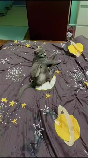 Cat pooping funny#funnyanimals #petvideos #cat #catsoftiktok #fyp #us | Tails Of Hope