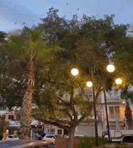 F’Buġibba se jitqaċċtu siġar tal-fikus li fihom jistrieħu mat-800 għasfur