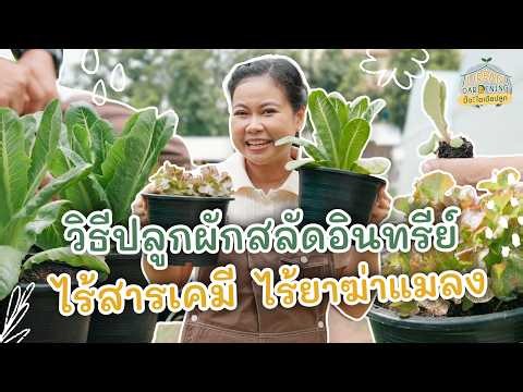 How to Grow Organic Salad Greens, Chemical-Free and Pesticide-Free | Urban Gardening Spark Ideas!