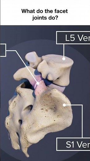 What Do the Facet Joints Do?
