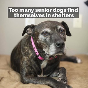 I made a short video for Senior Dog Adoption Month (since Instagram only allows 60 second videos). I'll be working on a longer one that includes more of everyone's stories soon! | Kaylee's Bucket List