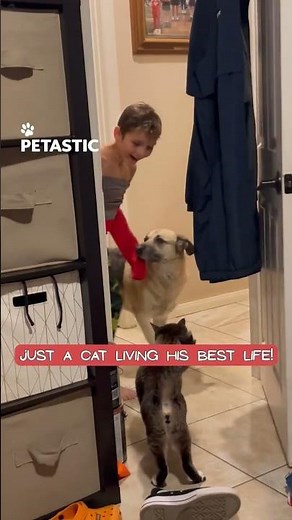 Smart Cat Opens Door and Amazes Everyone Watching