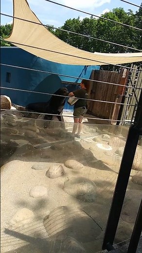 Sea Lion Show at Utica Zoo