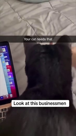 Professional Cat Businessman Meme