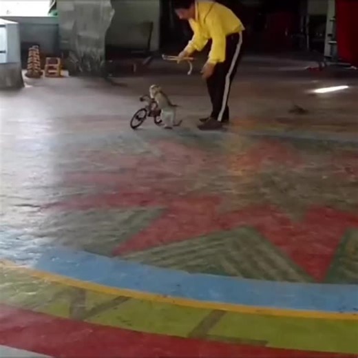 Understanding Fixed Gear Biking: A Look into Spring Rides