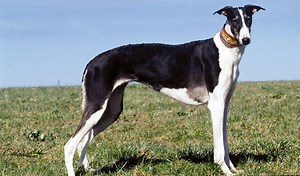 de chart polski (windhond)