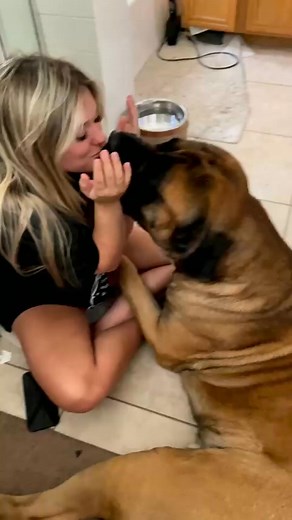 #besties #spoileddog #luckydog #kisses #bellyrubs #englishmastiff #englishmastiffs #englishmastiffsofinstagram #englishmastifflove #mastiff #mastiffs #mastiffsofinstagram #mastifflover #englishmastiff | The Bruno