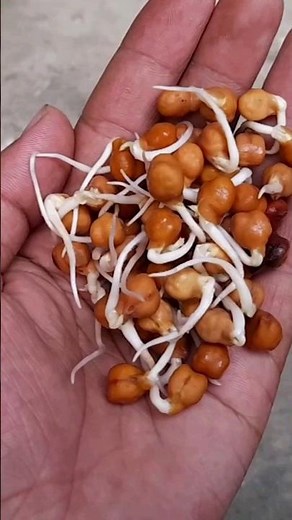 How to grow CHICKPEAS from SEED | How to grow CHICKPEAS SPROUTS / CHANA DAL plant at Home